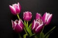 Bouquet of Tulips, Cut Flowers Royalty Free Stock Photo